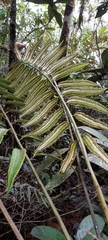 Cyathea williamsii