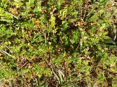 Acaena microphylla microphylla