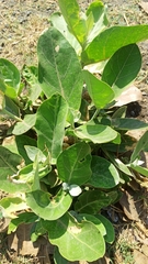 Calotropis
