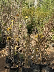 Butea monosperma lutea