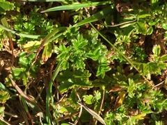 Acaena microphylla microphylla
