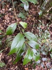 Viburnum integrifolium
