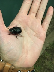 Coleoptera