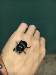 Coleoptera