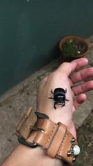 Coleoptera