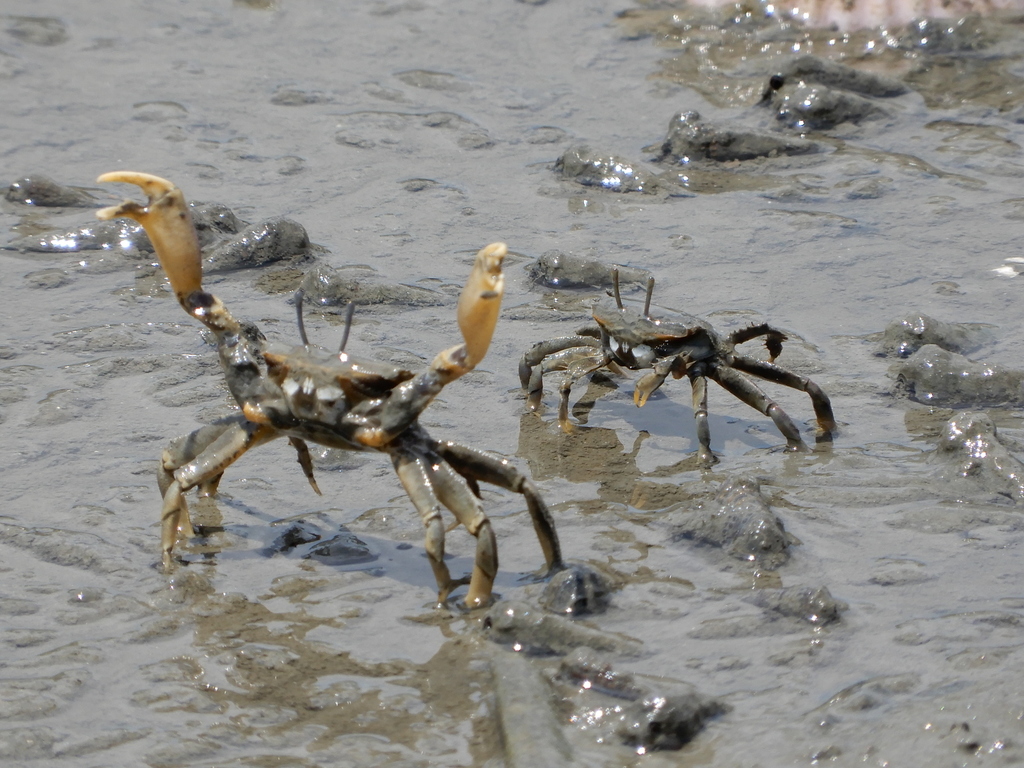 Macrophthalmus banzai