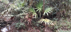 Colpothrinax aphanopetala