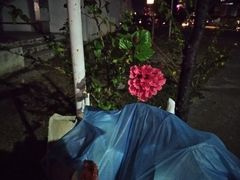 Hibiscus rosa-sinensis