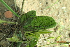 Eriosema distinctum