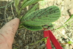 Eriosema distinctum