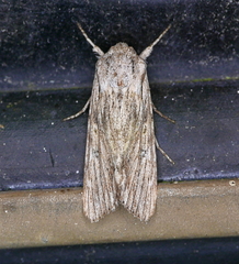Spodoptera albula