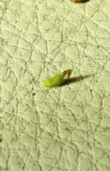 Ciriacreminae