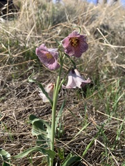 Fritillaria striata