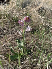 Fritillaria striata