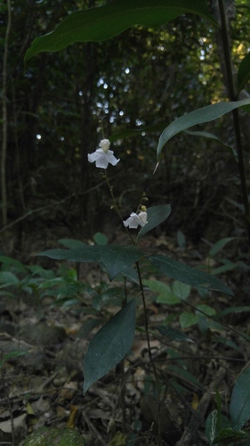 Codonacanthus pauciflorus iNat (2)