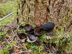 Pseudoplectania melaena