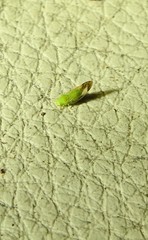 Ciriacreminae