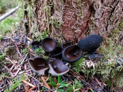 Pseudoplectania melaena