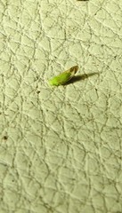 Ciriacreminae