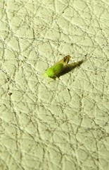 Ciriacreminae