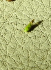 Ciriacreminae