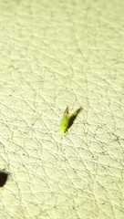 Ciriacreminae