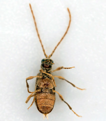 Ptinus raptor