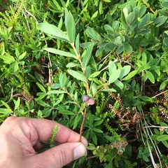 Lonicera villosa