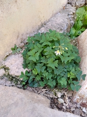 Oxalis