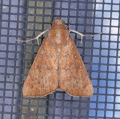 Anomis illita