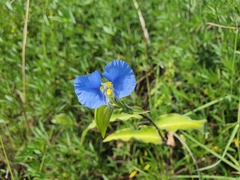 Commelina ensifolia