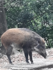 Sus scrofa moupinensis