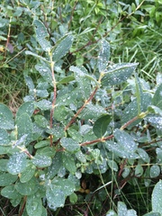 Lonicera villosa