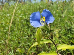 Commelina ensifolia