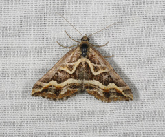 Melitulias graphicata