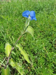 Commelina ensifolia