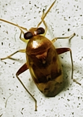Dagbertus