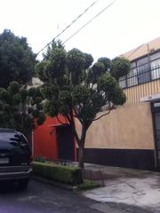 Ficus benjamina
