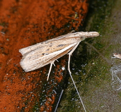 Fissicrambus profanellus