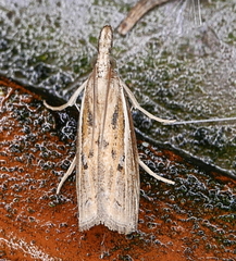 Fissicrambus profanellus