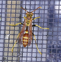 Mischocyttarus mexicanus cubicola