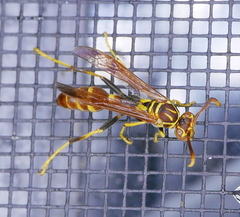 Mischocyttarus mexicanus cubicola
