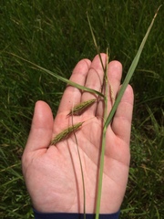 Carex paleacea