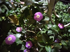 Catharanthus roseus