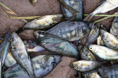 Astatotilapia