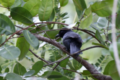 Laniarius funebris
