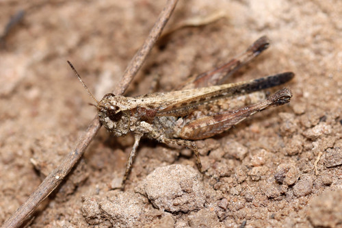 Gymnobothrus lineaalba