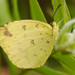 Malagasy Grass Yellow - Photo (c) Benoit NABHOLZ, some rights reserved (CC BY-SA), uploaded by Benoit NABHOLZ
