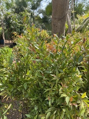 Syzygium myrtifolium