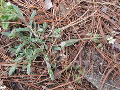 Holosteum umbellatum
